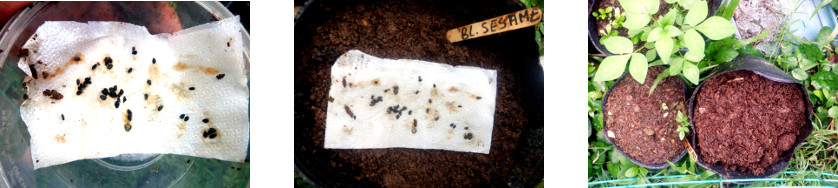 Images of sesame seeds potted in
        tropical backyard