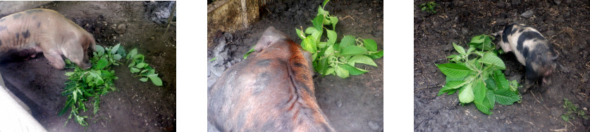 Images of tropical backyard pigs having a green vegetable
        snack