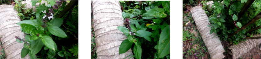 Images of Italian Basil flowering in tropical backyard