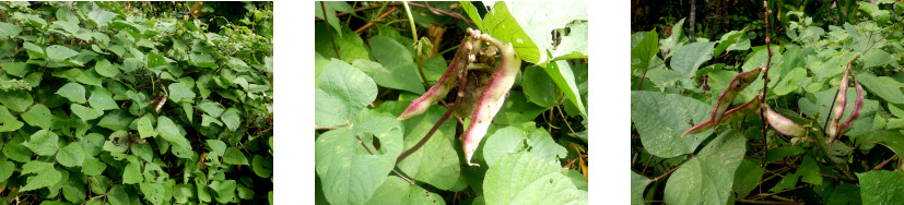 Images af Bataw beans in tropical backyard