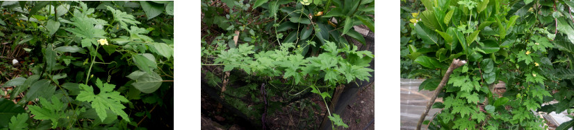 Images of Bitter Gourd growing at
        various locations in tropical backyard