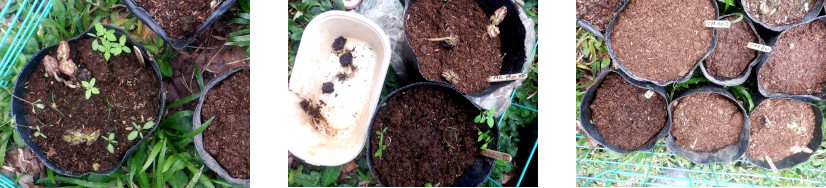 Images of sprouting Cacao transplanted in tropical
        backyard