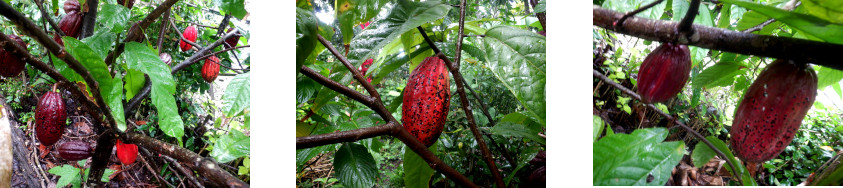 Images of cacao tree in tropical backyard