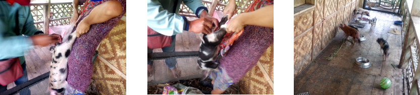 Images of tropical backyard piglets
        being castrated