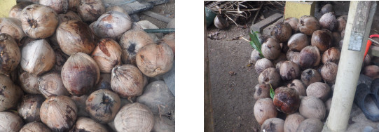 Images of windfall coconuts in tropical backyard