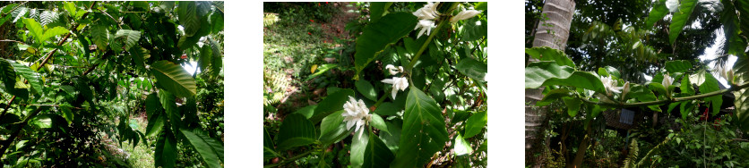 Images of tropical backyard coffee tree in bloom