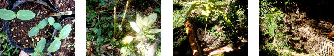 Images of cucumber transplanted in tropical garden