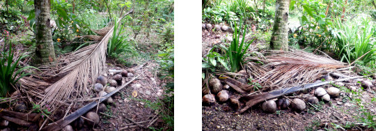 Images of debris cleared in tropical backyard