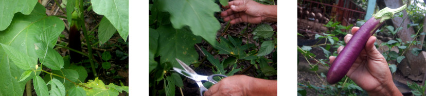 Images of eggplanrt harvested in tropical backyard