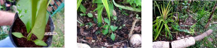 Images of
        Espada transplanted in tropical backyard