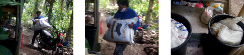 Images of animal feedstuffs being
        delivered to tropical backyard