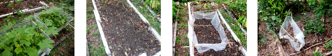 Images of mini-greenhouses moved in
        tropical backyard