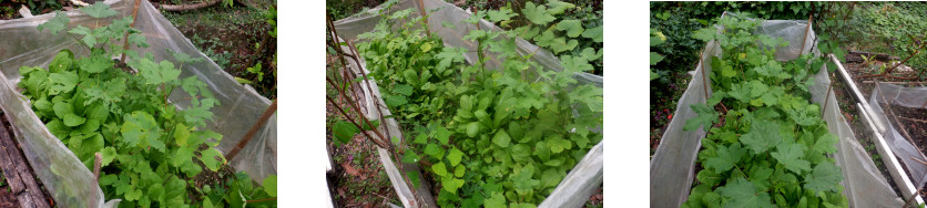 Images
        of plastic anti-chicken barrier in tropical backyard garden
        patch