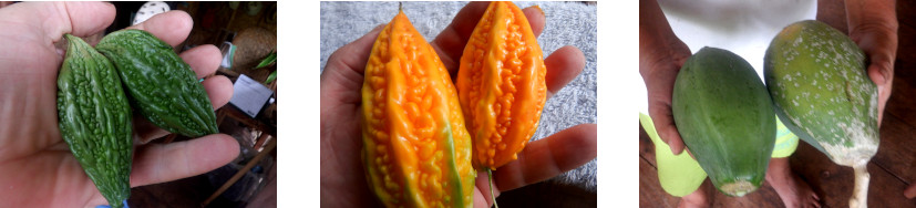 Images of a small harvest of Bitter Gourd and Papaya from
        tropical backyard