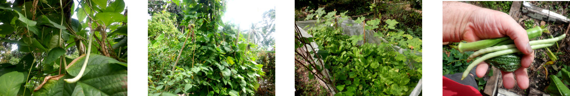 Images of a small harvest from a tropical backyard garden