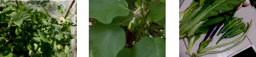 Images of small harvest from tropical backyard