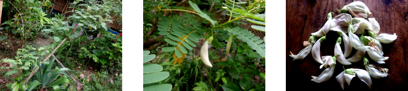 Images of katurai floweres in tropical backyard