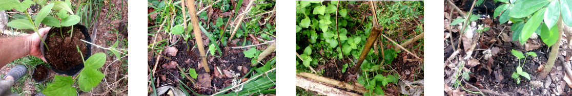 Images of patola seeds potted in tropical backyard