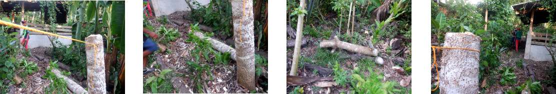 Images of Mango tree damaged by typhoon RAI trimmed and
        trunk used as borders for garden pathes