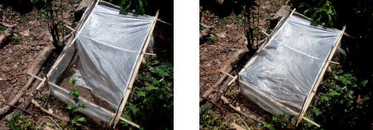 Images of repairs to mini-greenhouse in tropical
            backyard