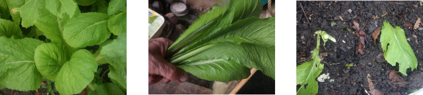 Images of musterd harvested and replanted in tropical
        backyard