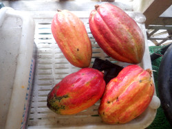 Image of recently harvested native
        Cacao pods