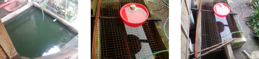 Images of collected rainwater in
            tropical backyard