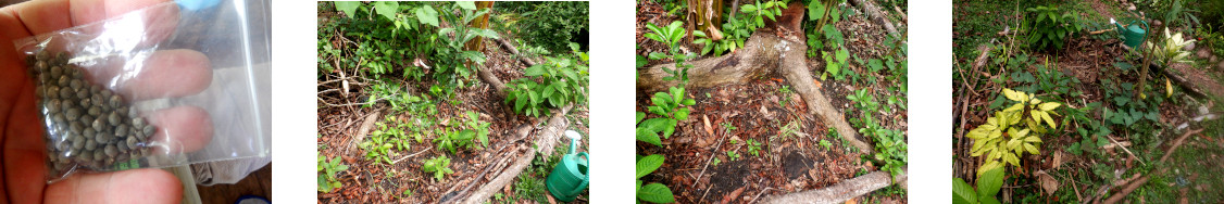 Images of Okra sown in tropical backyard