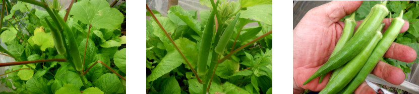 Images of a small harvest of okra from tropical backyard
        garden