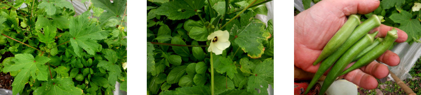 Images of
            small harvest of okra from tropical backyard