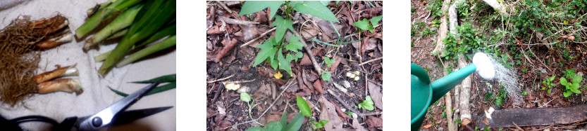 Images of shop bought bunching onions planted in tropical
        backyard