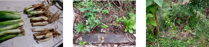 Images of bunching onions planted in tropical backyard