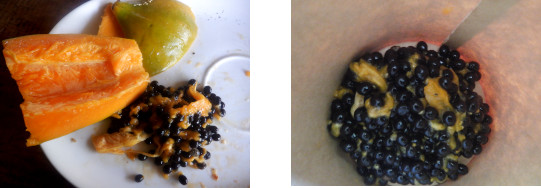 Images of saved papaya seeds