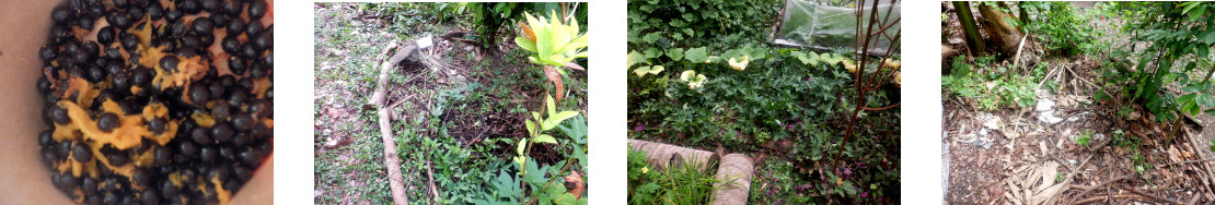 Images of papaya seeds broadcast in tropical backyard