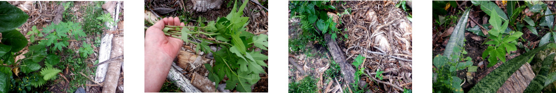 Images of
        Papaya seedlings transplanted in tropical backyard