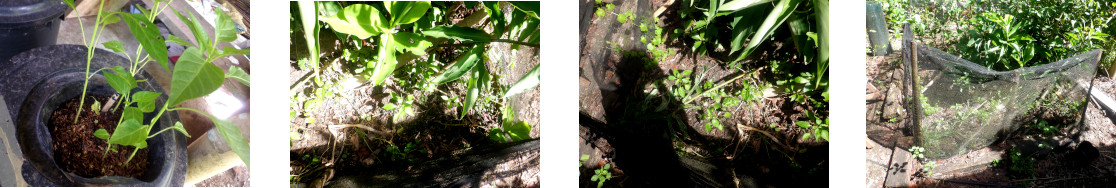 Images of paprika transplanted in tropical backyard