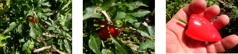 Images of paprika harvested in tropical backyard