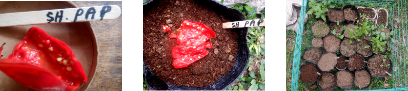 Images of seeds from rotting paprika potted in tropical
        backyard