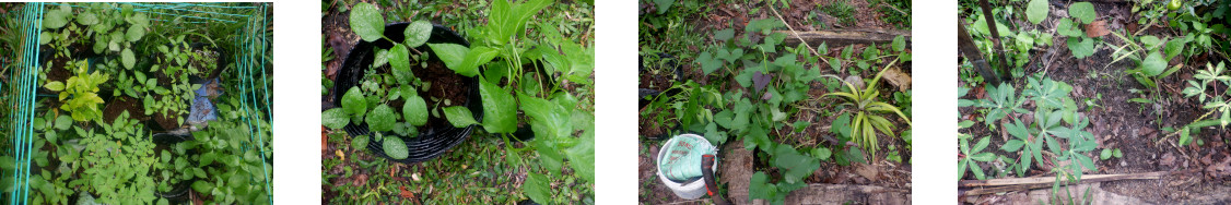Images of
        paprika and eggplant seedlings transplanted in tropiucal
        backyard