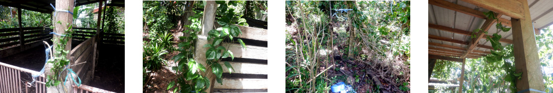 Images of passionfruit vines tied up in tropical
            backyard