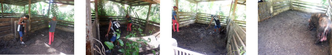 Images of soil in pig pen being flattened