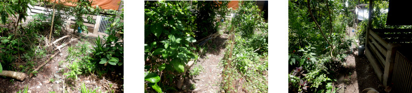 Images of
        propsed Boundaries for new pig runs in tropical backyard