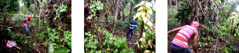 Images of marking out proposed pig runs in tropical
        backyard