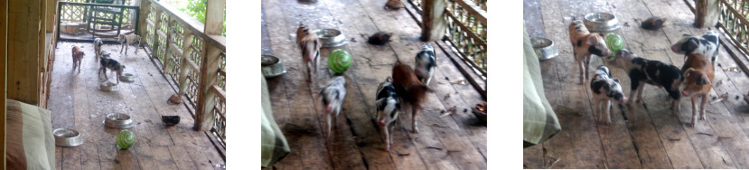 Images of young orphaned piglets waiting to be fed on
        tropical balcony