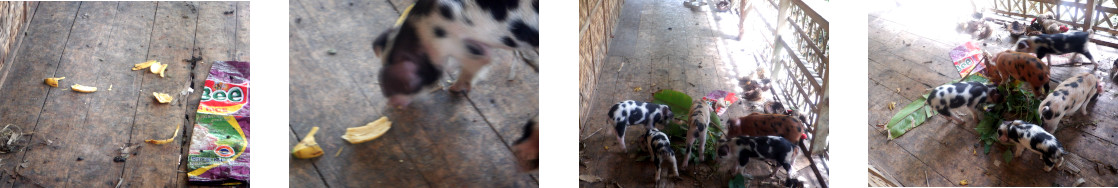 Images of piglets on tropical balcony eating fruit and
        vegetables