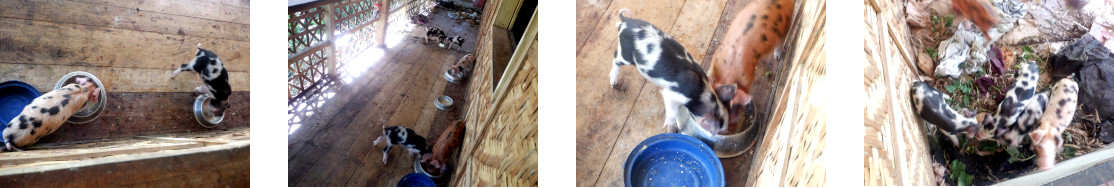 Images of
            nearly weaned piglets on tropical balcony