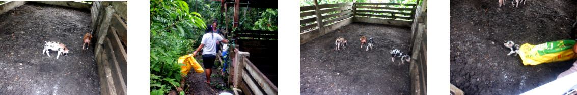 Images of
        tropical backyard piglets being moved to a new pen