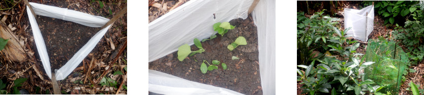 Images mof
        squash, okra and sweet corn planted in tropical backyard