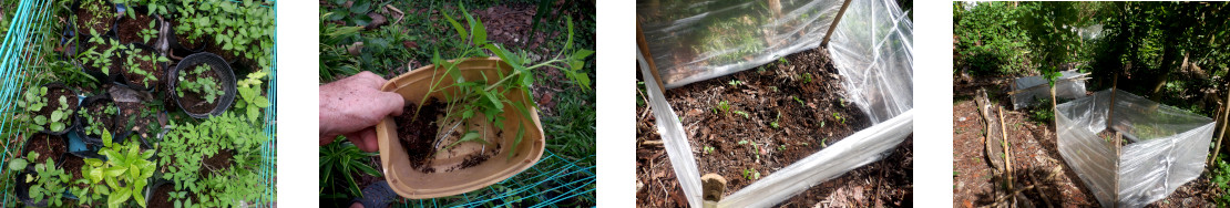 Images of protected area in
        tropical backyard planted with various edible seedlings