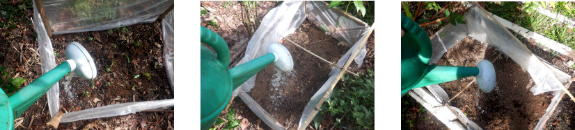 Images of tropical backyard
        seedlings and seeds being watered